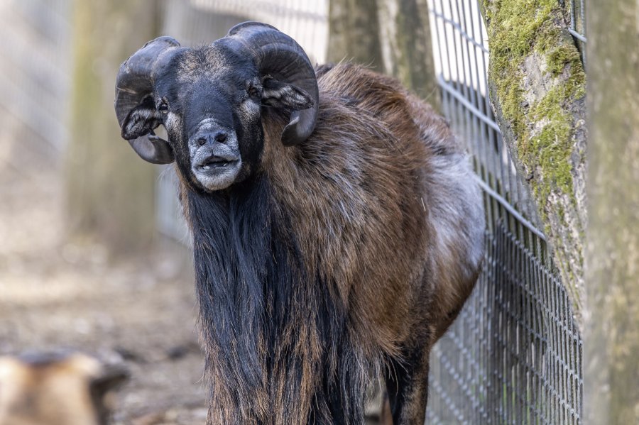 tierpark_haag23_41.jpg