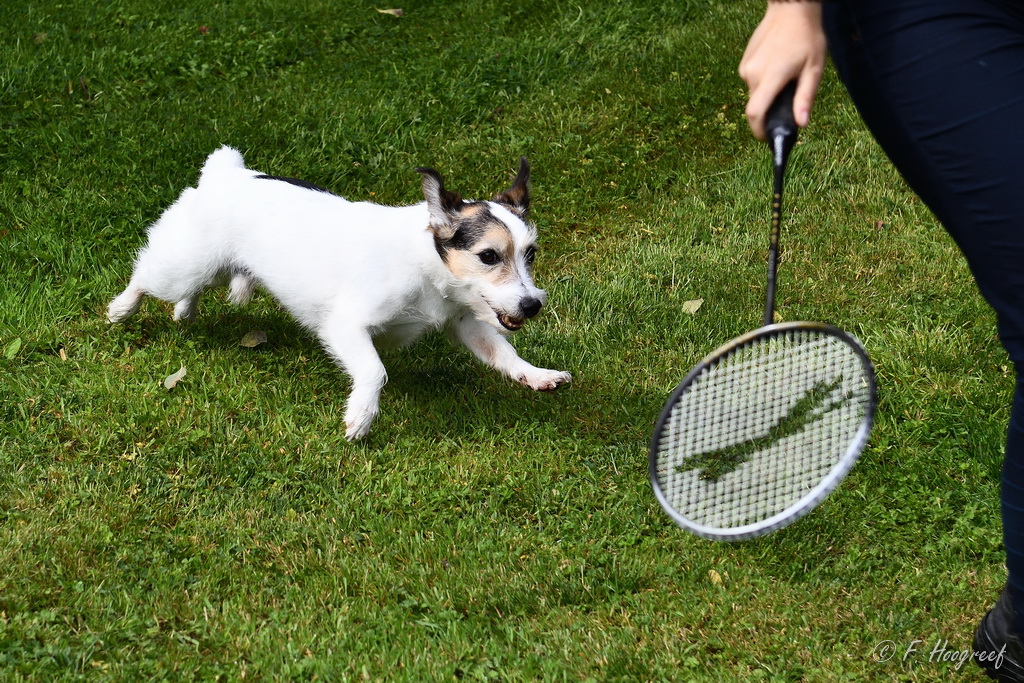 37404162262_6235a021e7_o.jpg