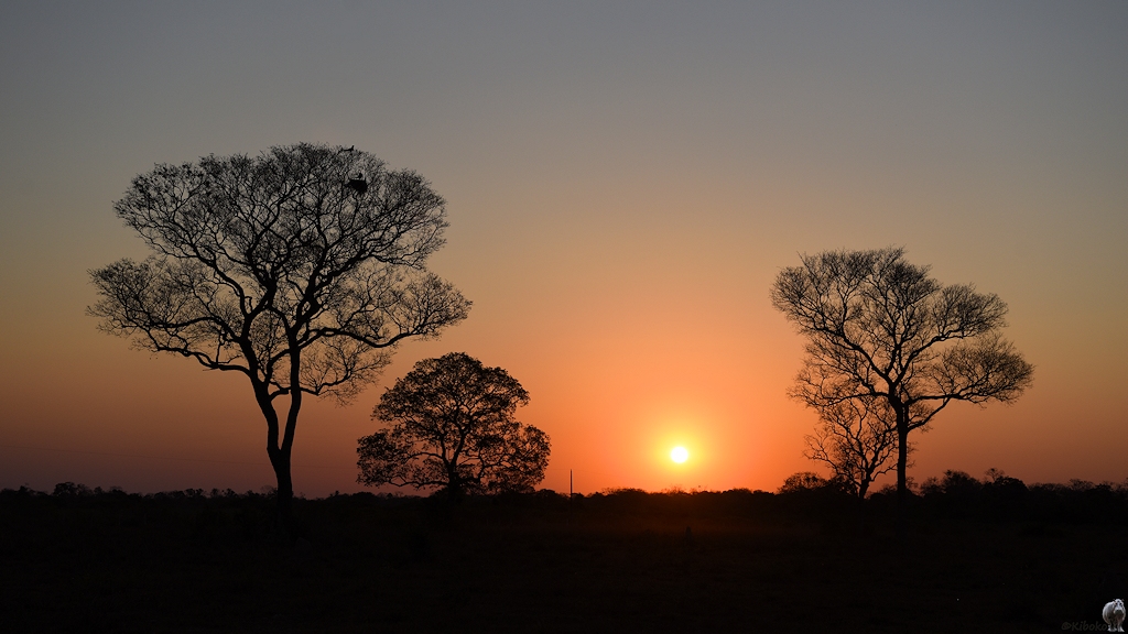 Sonnenuntergang zwischen laublosen Bäumen