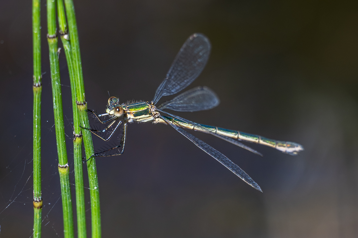 20260904_NZ9_1050NF.jpg