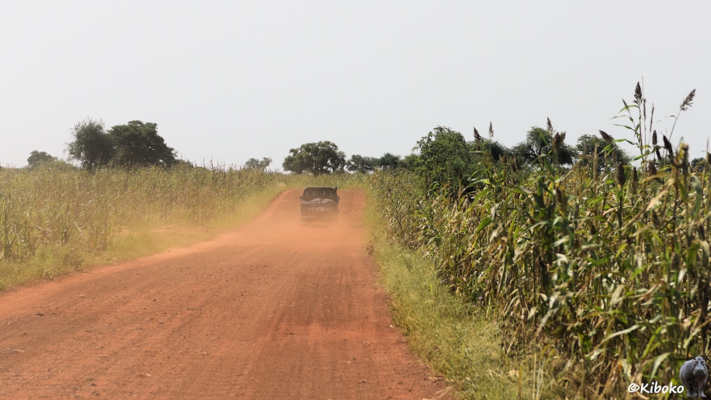 Das Bild zeigt einen vorausfahrenden grünen Geländewagen auf einer rötlichten Schotterpiste. Rötlicher Staub wird aufgewirbelt. Auf beiden Seiten steht bis dicht an der Straße Shogum. Diese hohe Getreidepflanze ähnelt aus der Endfernung Mais.