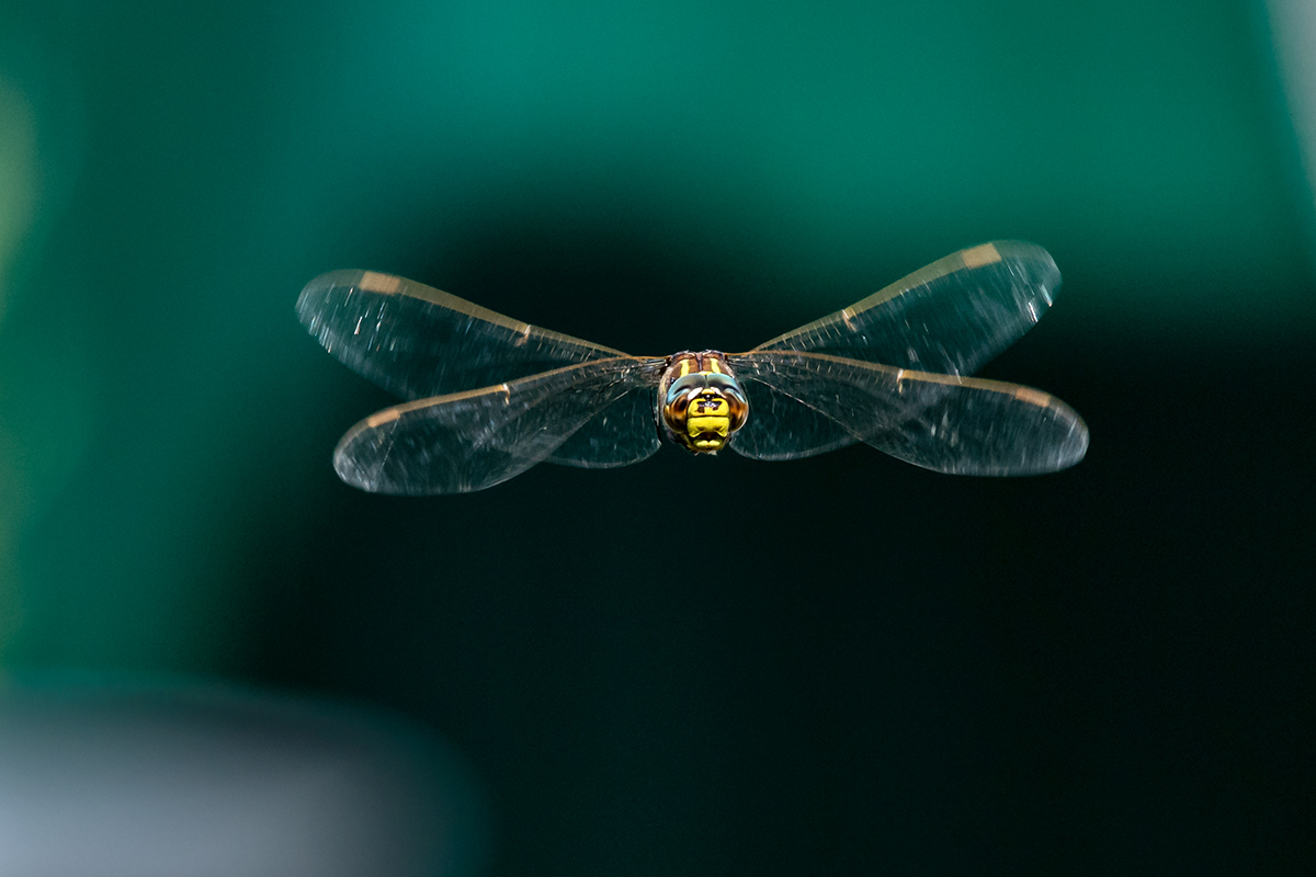 20180816_ND5_1047NF.jpg