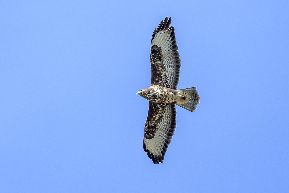 20201009_ND5_1147NF.jpg