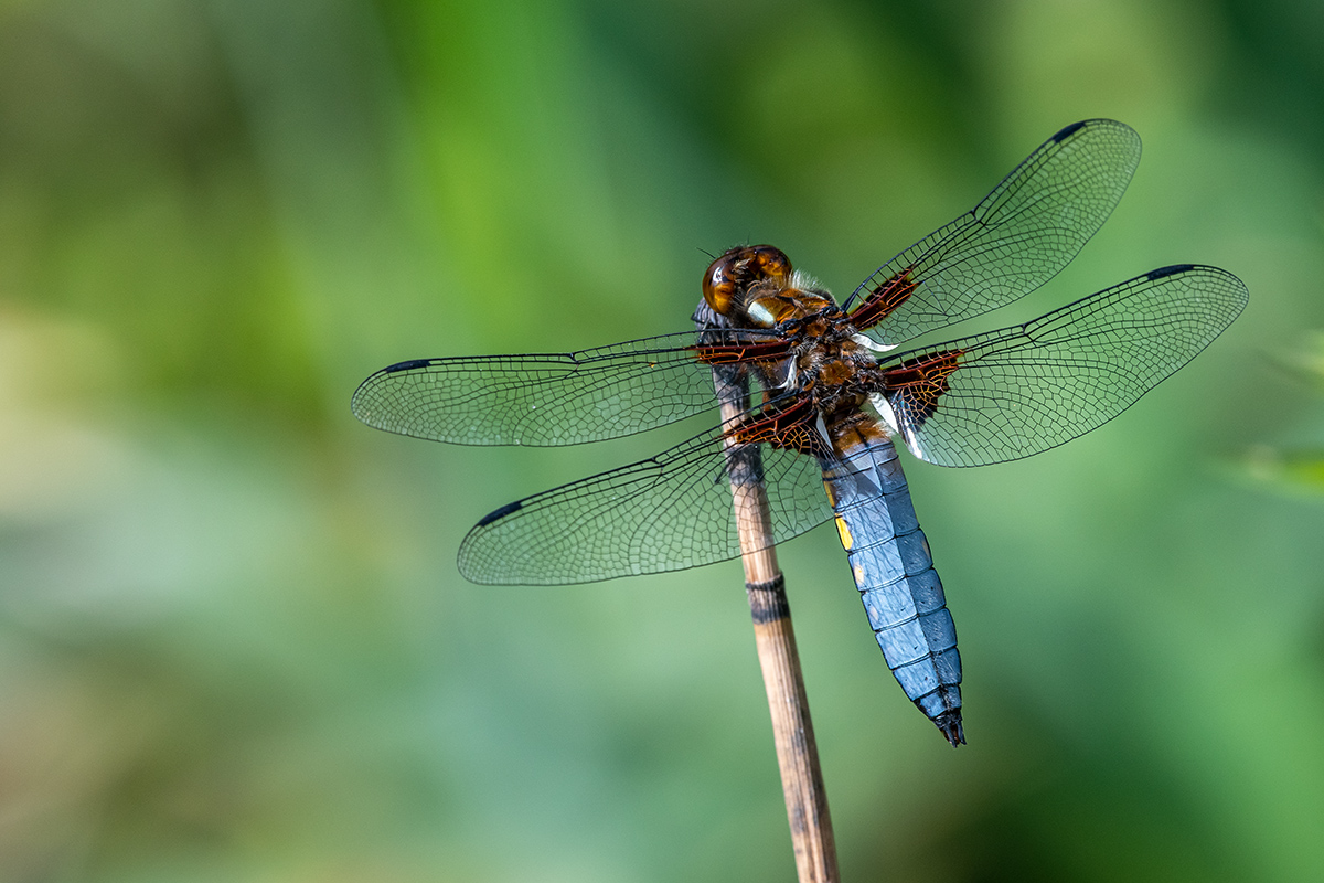 20190615_D500_0530NF.jpg