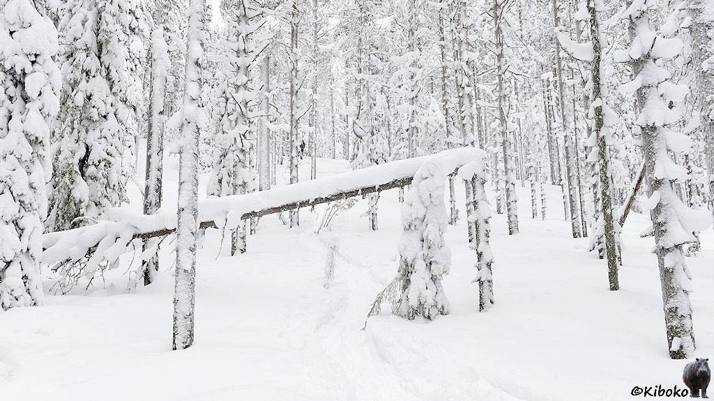 Das Bild zeigt einen bergaufführenden Pfad durch den Schnee. Der Pfad führt durch einen Wald unter einen umgeknickten Baum hindurch. Die Baumstämme sind auch von der Seite mit einer dicken Schneeschicht bedckt.