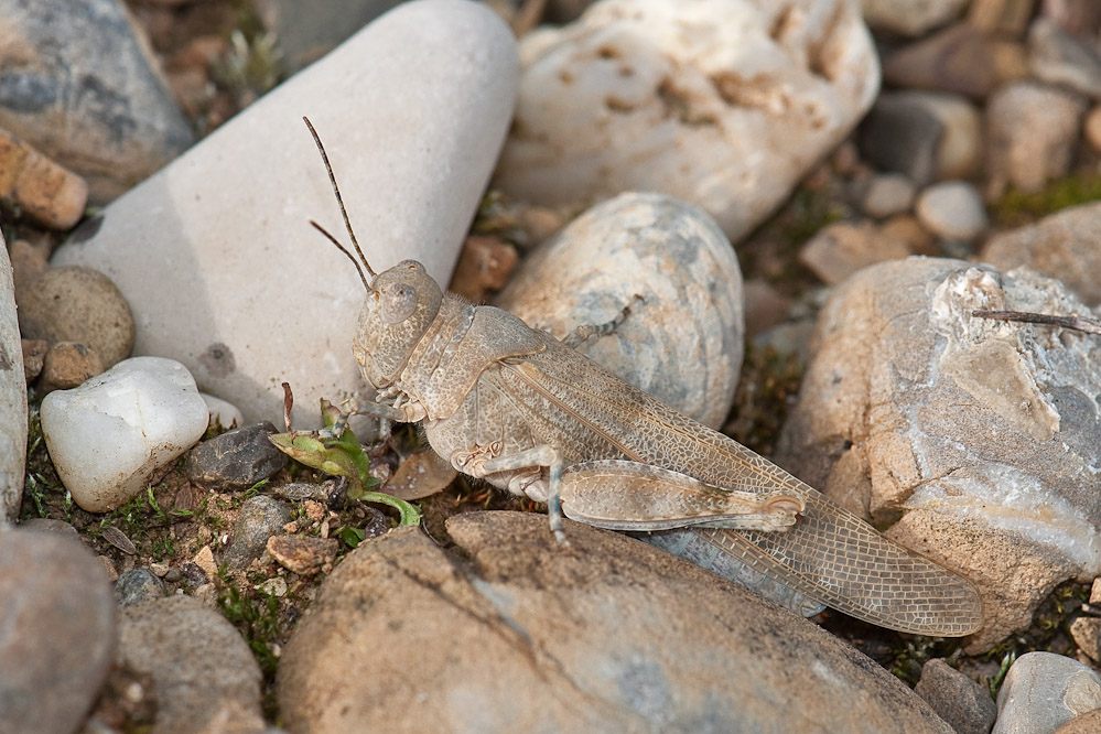 web-sphingonotus-kiesgrube-neunkirch-100811-3.jpg