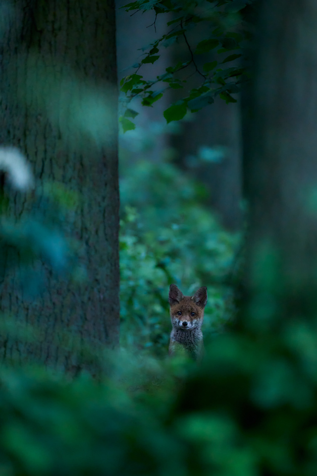DSC_5373-X2.jpg