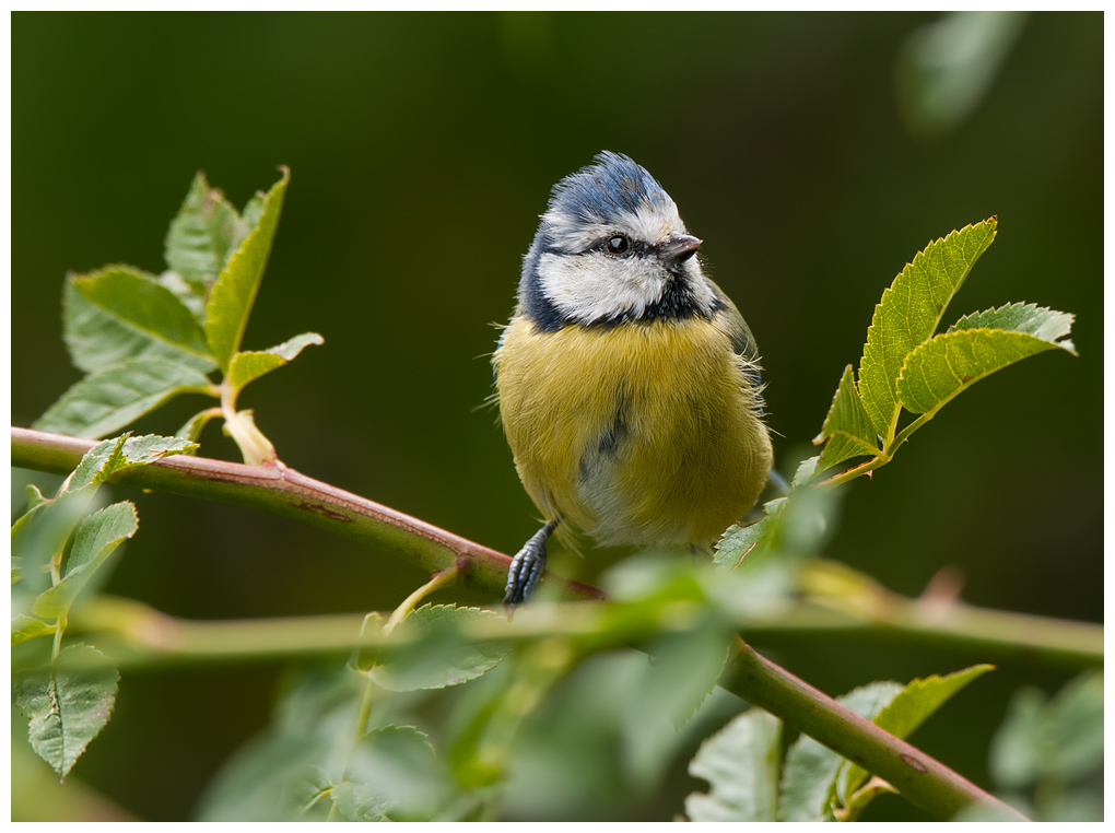 Blaumeise041.jpg