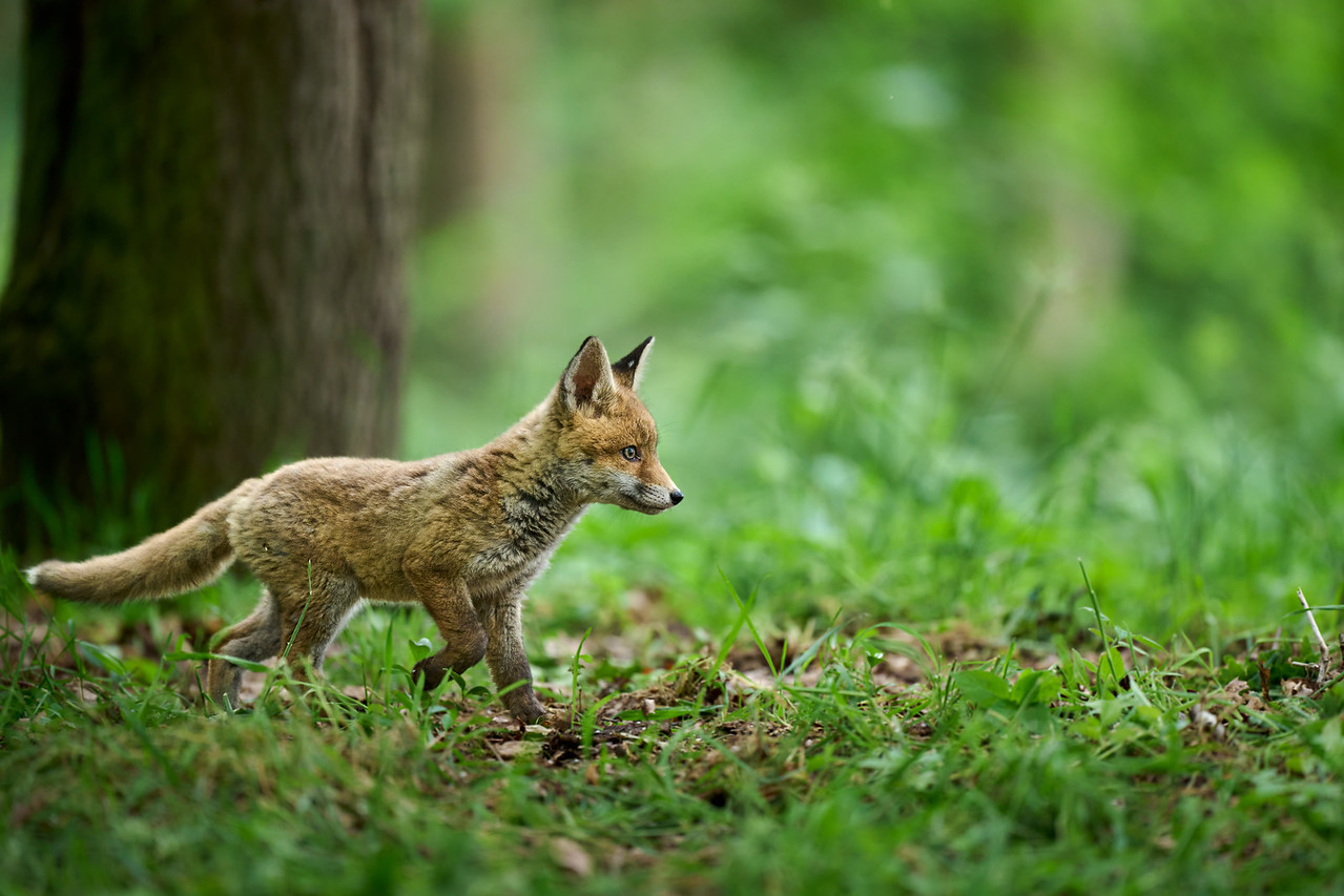 DSC_7071-X2.jpg
