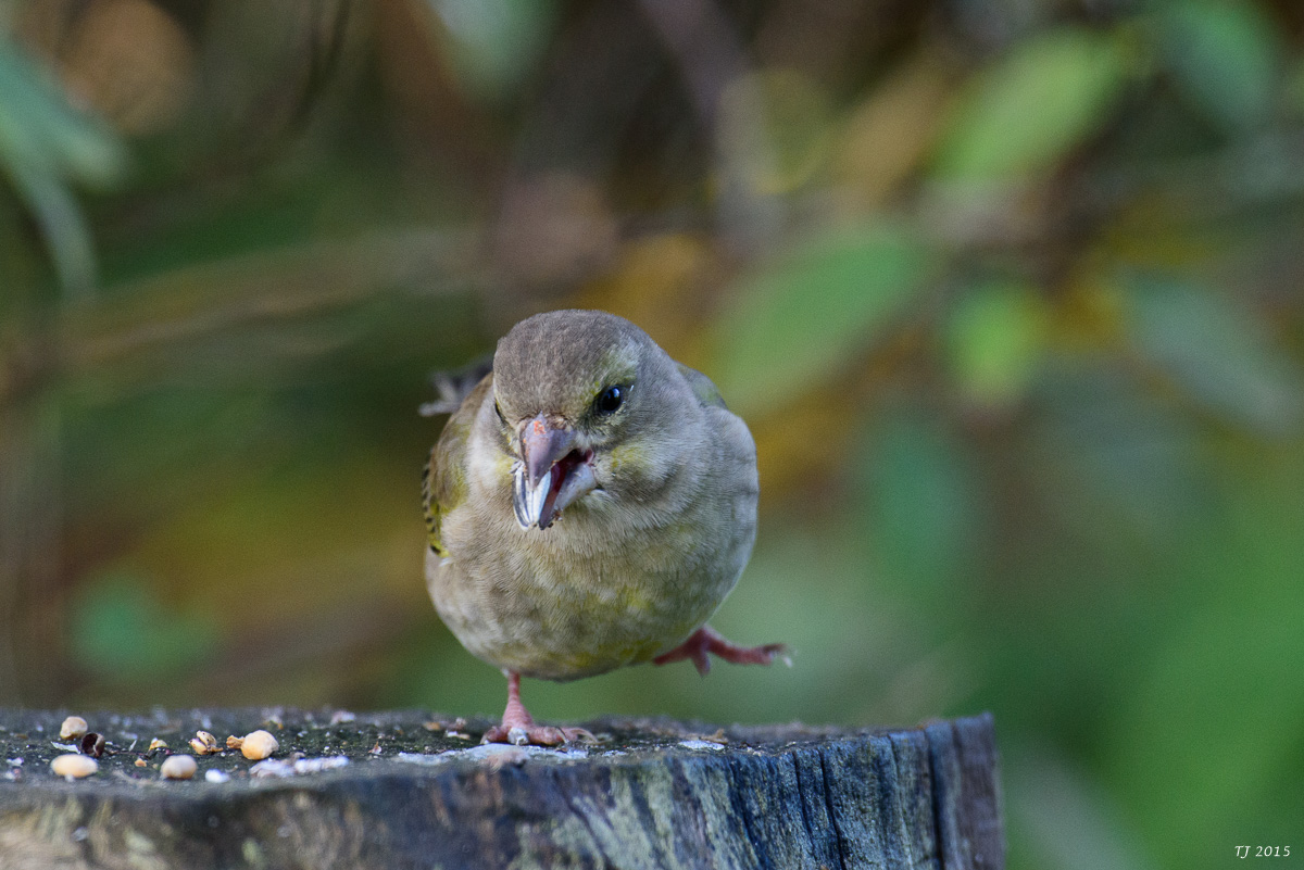 DSC_1266.jpg