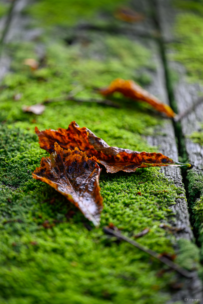 DSC_3260.jpg