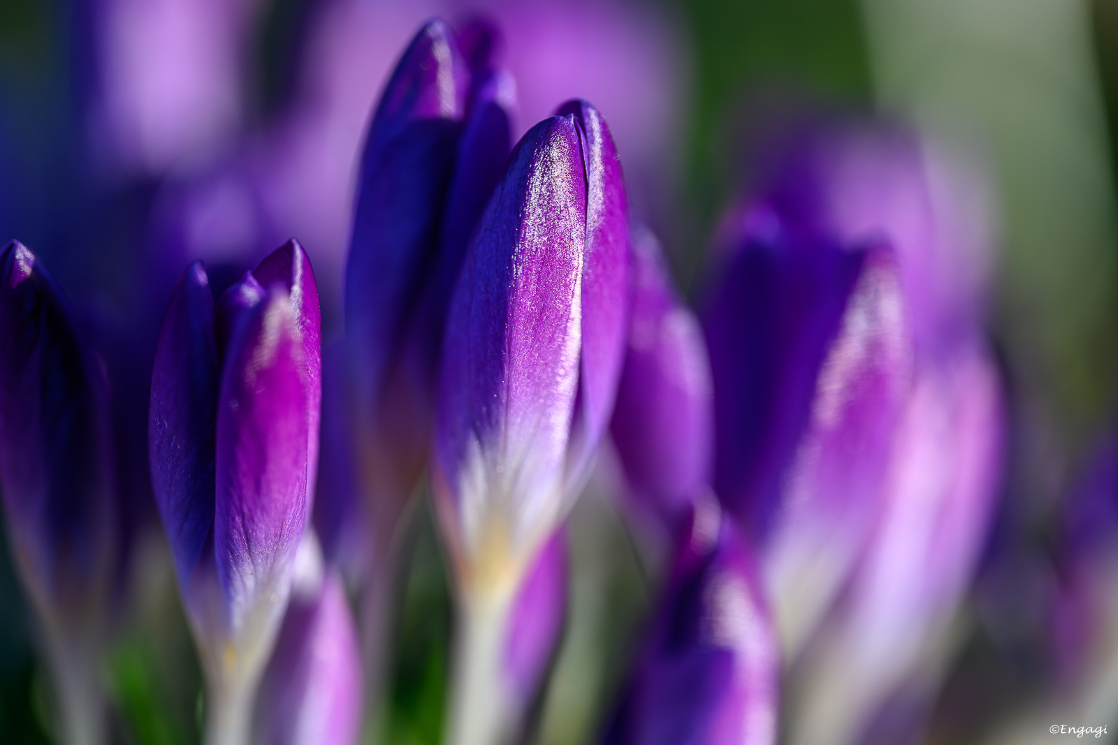 DSC_6664.jpg