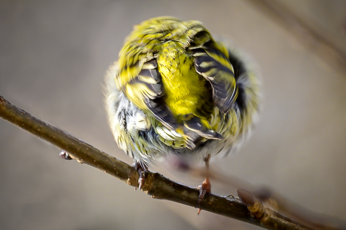 20201226_NZ6_3758NF.jpg