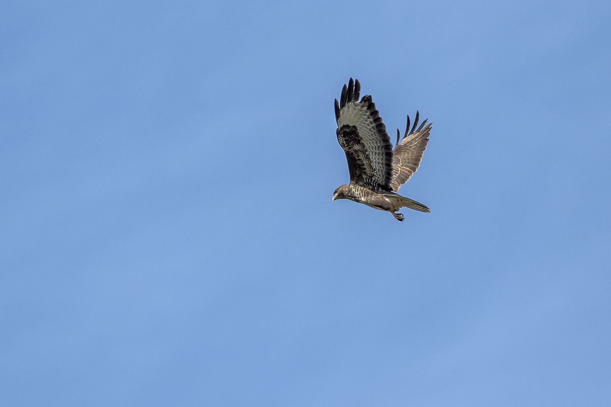 20201009_ND5_1092NF.jpg