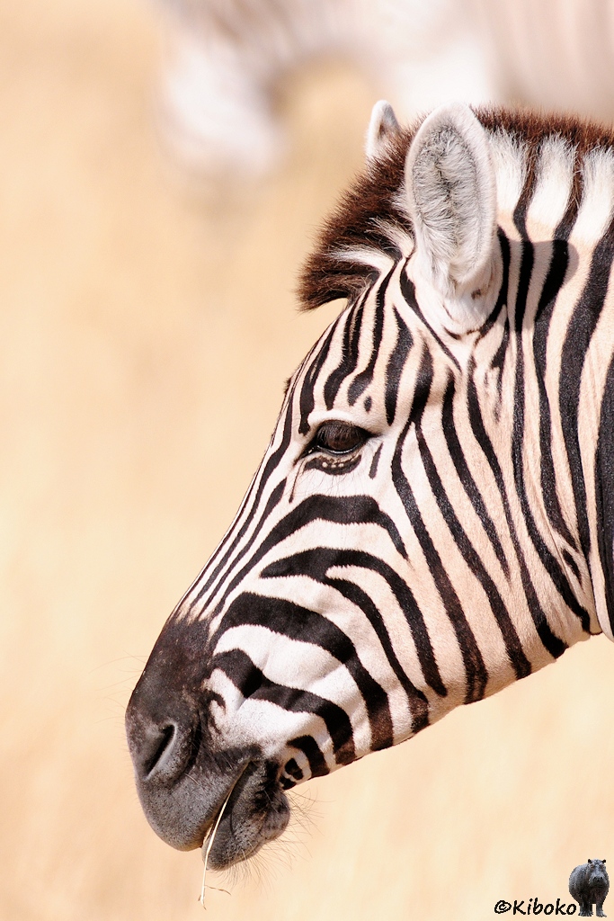 Zebraporträt von der Seite.