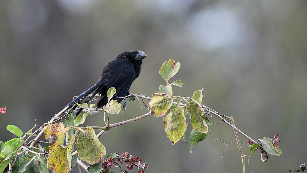 Mittelgroßre schwarzer Vogel mit langem schwanz und kurzen, aber sehr massiven Schanbel