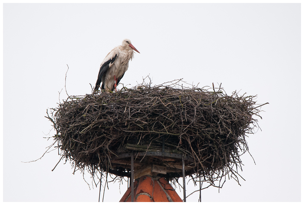 Storch%20auf%20Nest.jpg