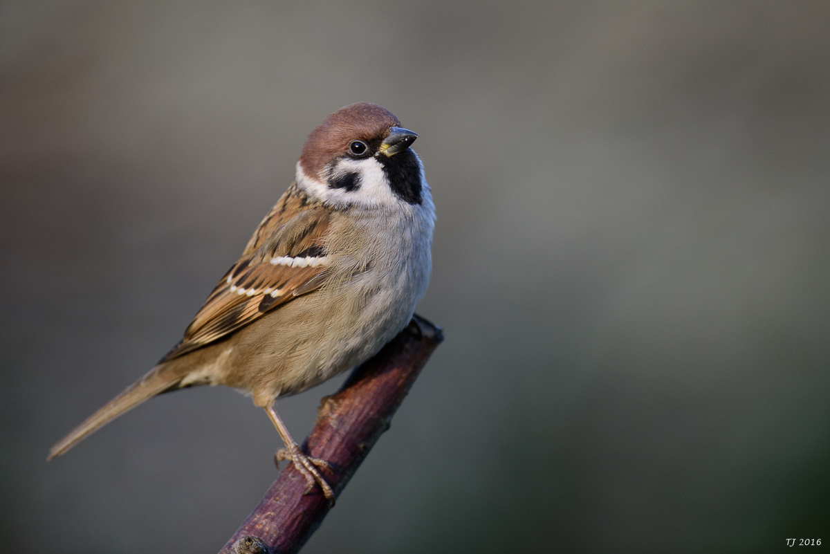 DSC_1880.jpg