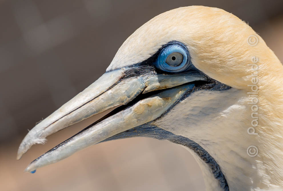 suedafrika-blue-eyes-D85_8871.jpg