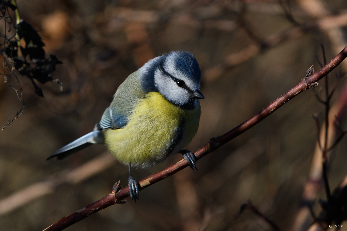 DSC_0085.jpg