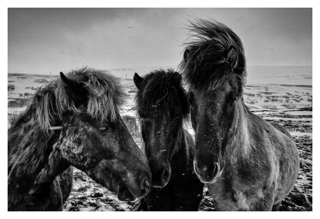 Iceland-2015-Snow-Horser.jpg