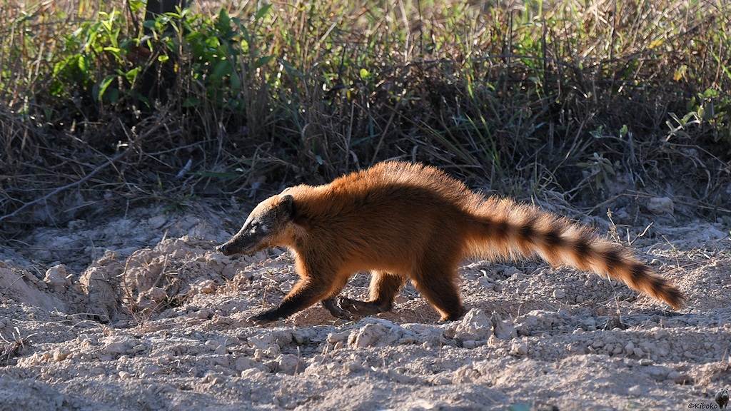 Rotbrauner Nasenbär läuft im Gegenlicht an der Straße entlang