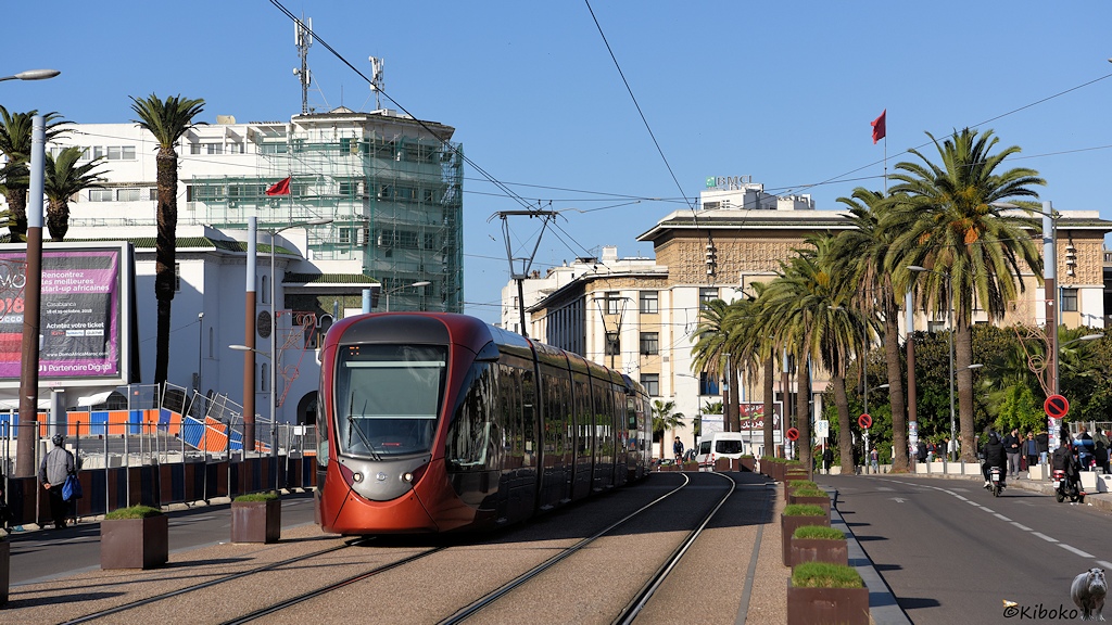 Das Bild zeigt eine Straßenbahn auf eigenem Plenum. Zwischen Gleisen und der Straße stehen Blumenkübel. Am rechten Straßenrand stehen Palmen. Im Hintergrund hohe Gebäude mit Flachdach.