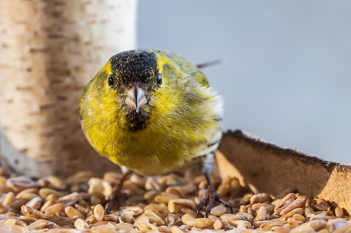 20201226_NZ6_3164NF.jpg