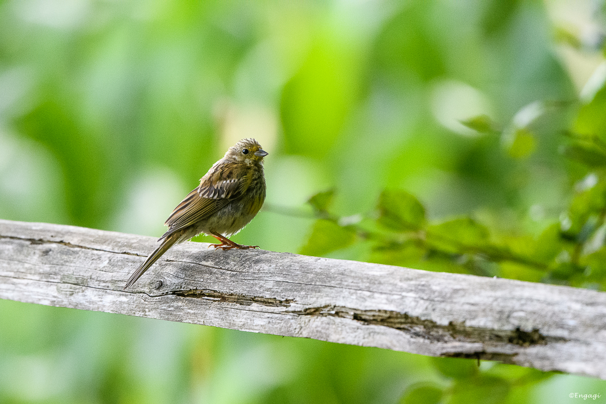 DSC_1377.jpg