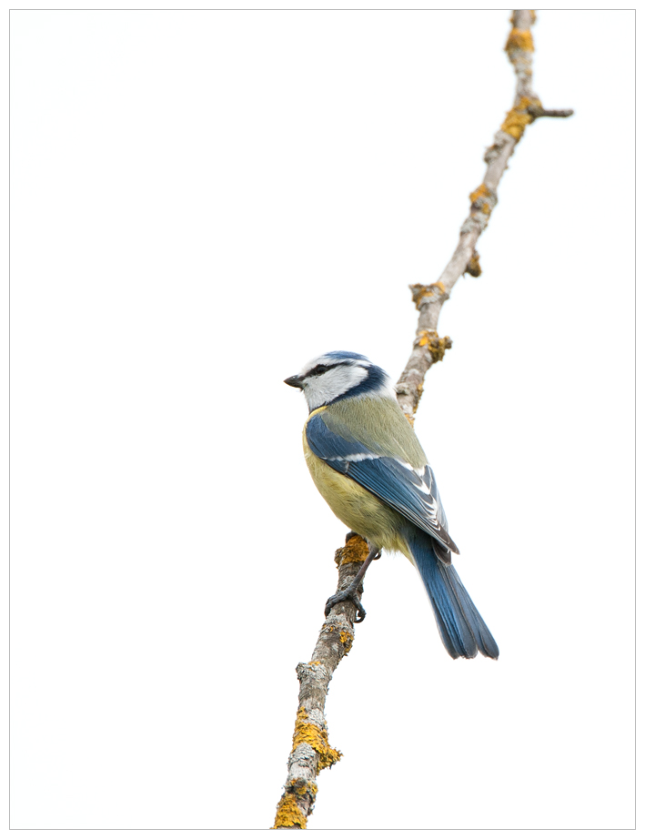 Blaumeise027.jpg