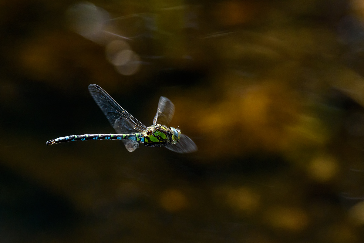 20170822_D810_1884vNF.jpg
