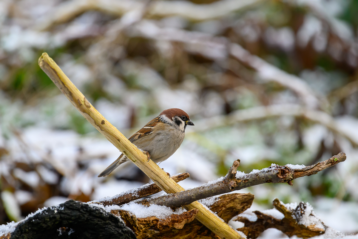 DSC_6789a.jpg