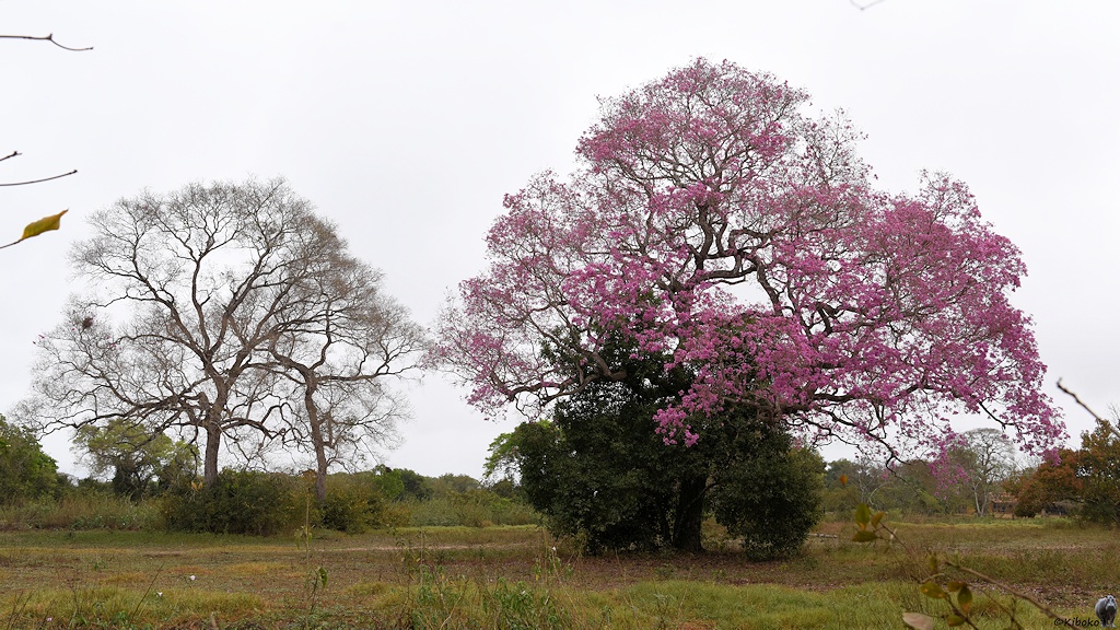 Baum mit rosanen Blüten