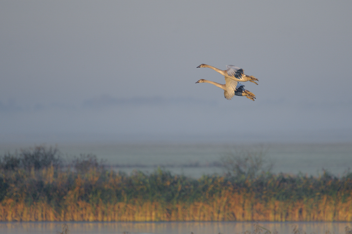 02_Synchronflug.jpg