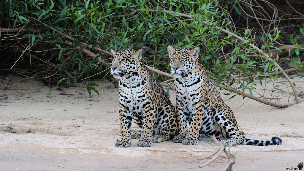 Die Jaguare sitzen nebeneinander am Strand und schauen auf den Fluss
