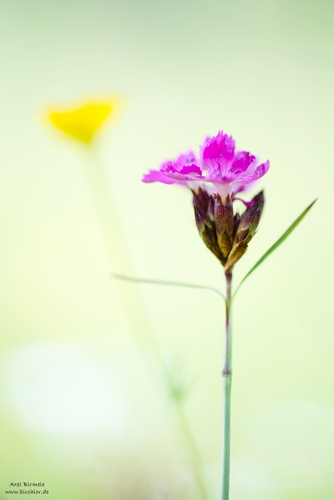 20160528_0021_PS_LAB_1000Px.jpg