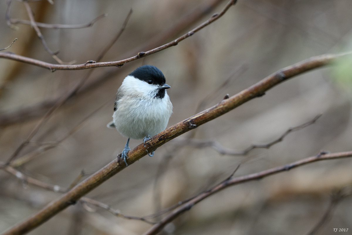 DSC_3080.jpg