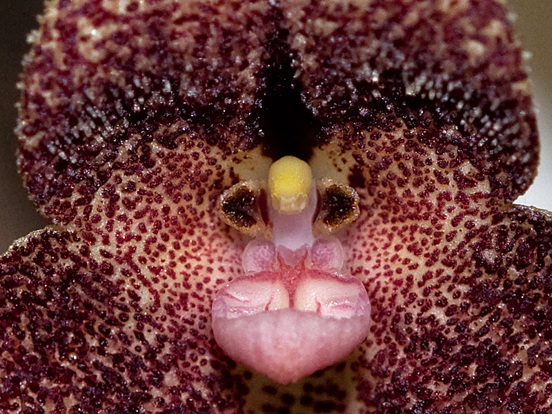 web-drac-orientalis2.jpg
