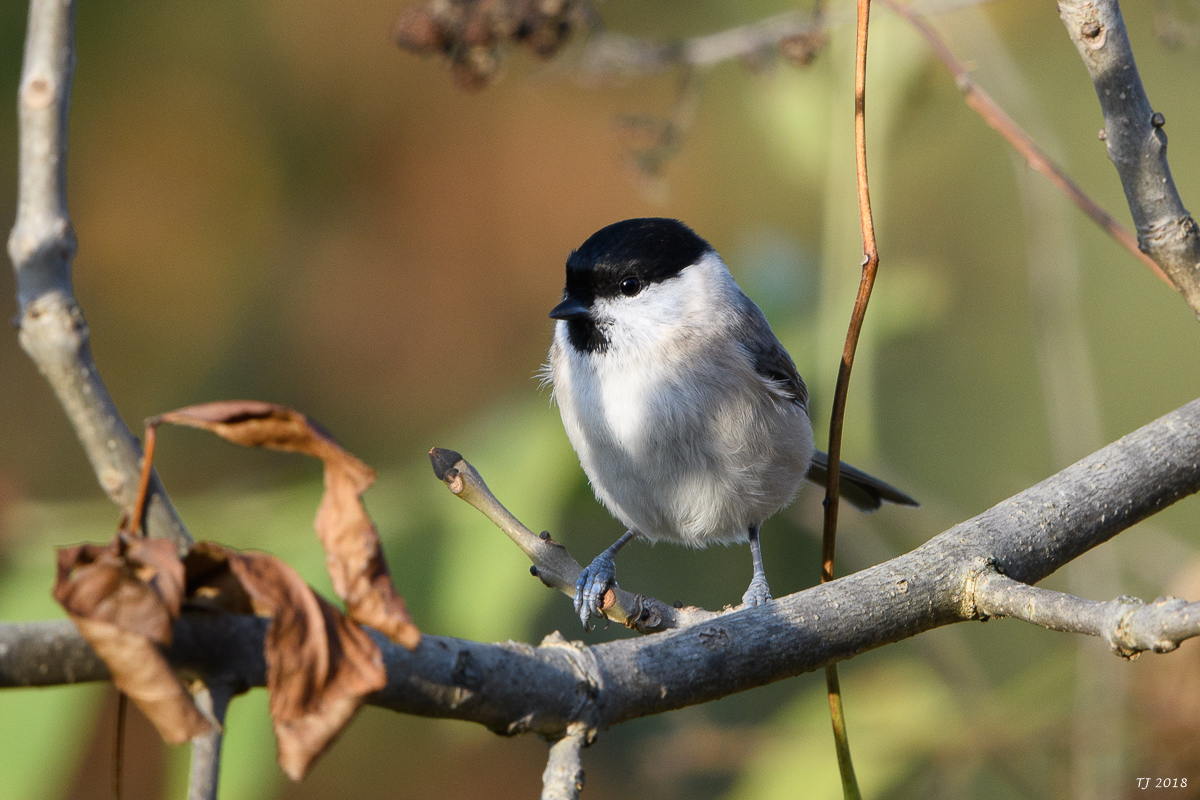 DSC_5673.jpg