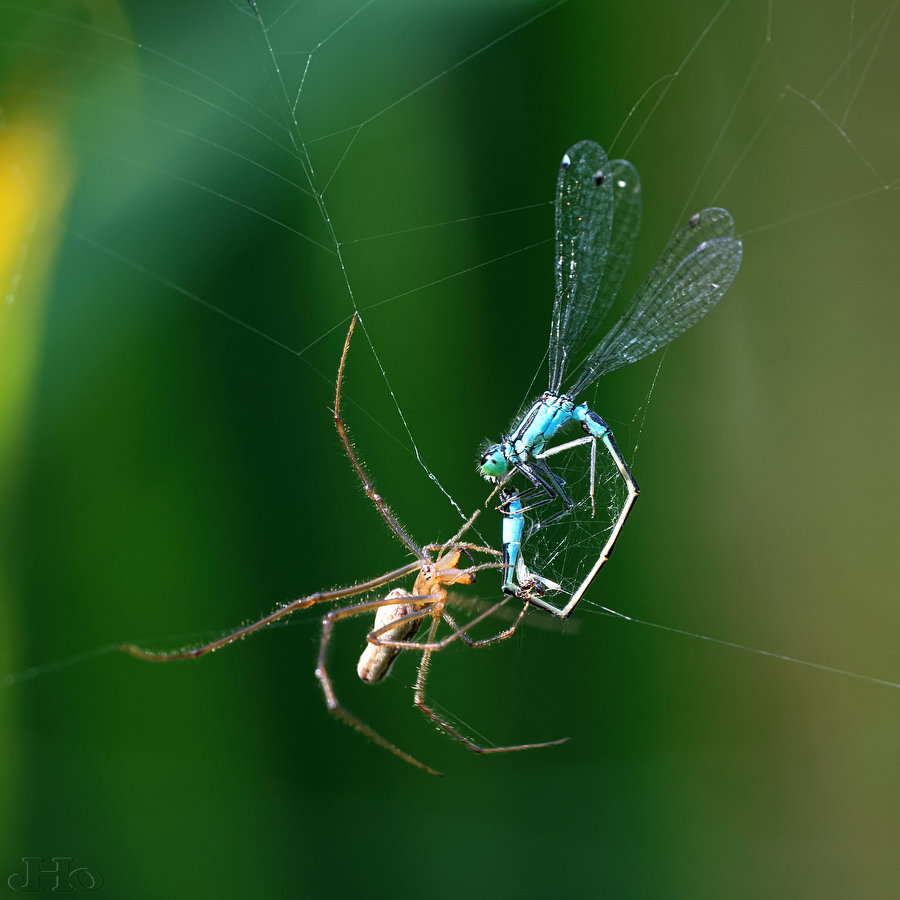 Libelle_Spinne0968.jpg