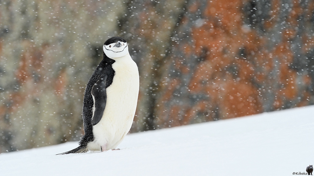 Zügelpinguin im Schneesturm am Steilhang