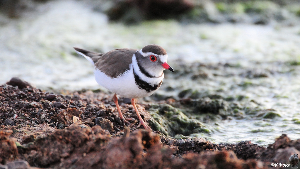 Kleiner weißer Vogel mit braunem Flügel, brauner Kappe, schwarz-weiß-schwarzen Ringel am Hals, roten Augenring und roten Schnabel an einem Bachlauf.