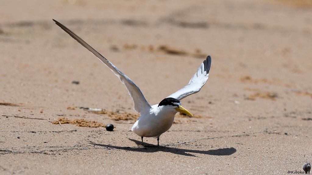 Weiße Seeschwalbe mit schwarzer Kappe und gelbem Schnabel schwingt die Flügel
