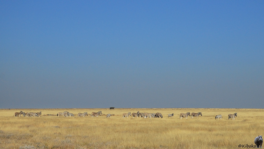 Ein größere Gruppe Zebras steht im Morgenlicht auf einer weiten Ebene aus trockenem Gras.