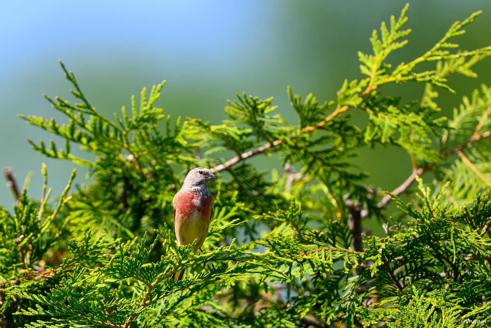 DSC_2306.jpg