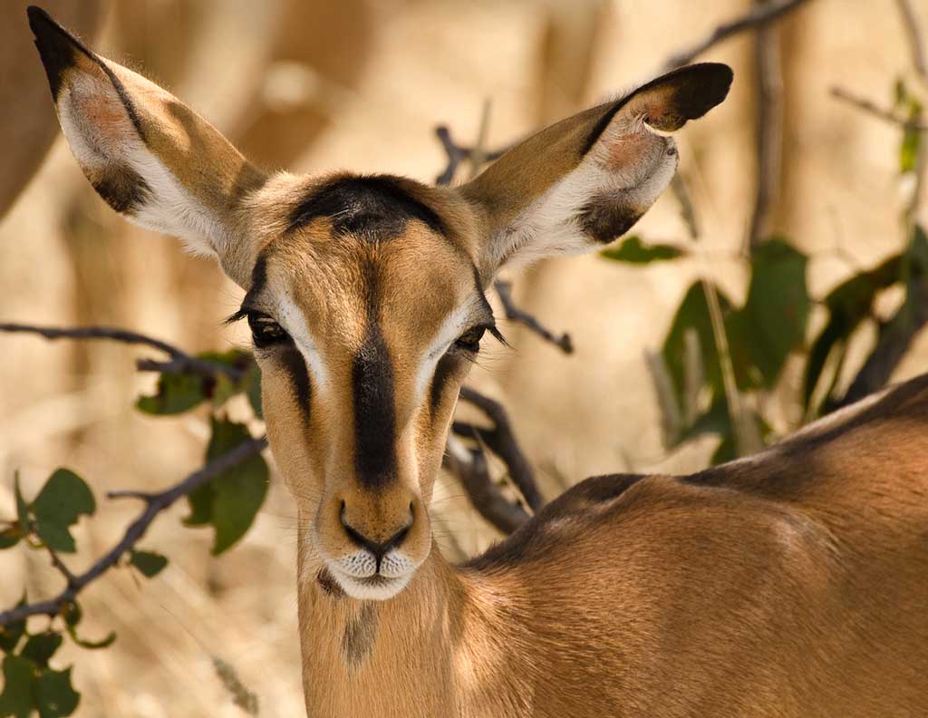 namibia_impala_weibchen.jpg
