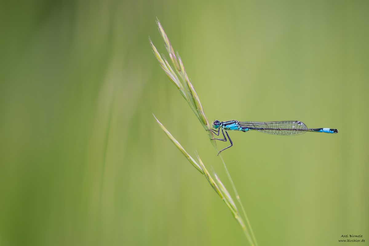 20160528_0048_PS_LAB_1200Px.jpg