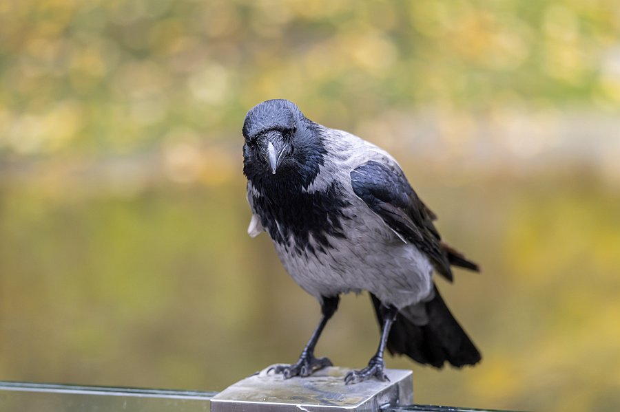zoovienna22_92.jpg