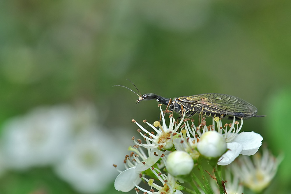 kamelhalsfliege_Immendingen_19052012.jpg
