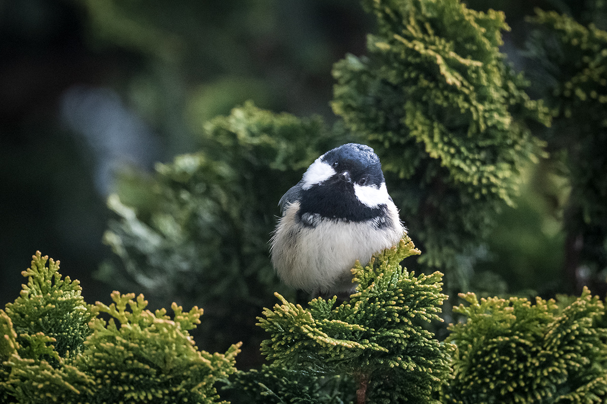 20210320_D850_1977NF.jpg